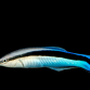 Labroides dimidiatus 6-8 cm