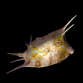 Lactoria cornuta 6-8 cm