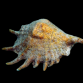 Lambis spp. <20 cm