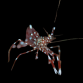 Leandrites cyrtorhynchus 3-4cm