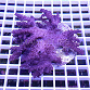 Lemnalia spp