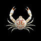 Leucosia anatum 3-6cm