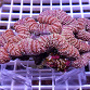 Lobophyllia spp bicolor