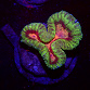 Lobophyllia spp selected N03