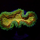 Lobophyllia spp selected N09