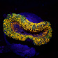 Lobophyllia spp selected N10