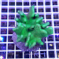 Lobophytum pauciflorum green 01