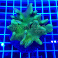 Lobophytum pauciflorum green 01