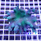 Lobophytum pauciflorum green 02