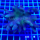 Lobophytum pauciflorum green 02