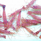 Lot de 2 - Lysmata sp. Peppermint shrimp 3-5cm - anti Aiptasia