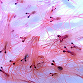 Lot de 5 - Lysmata sp. Peppermint shrimp - anti Aiptasia