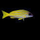 Lutjanus kasmira 10-15 cm