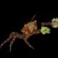 Lybia tesselata 2-3cm