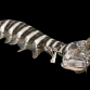 Lysiosquillina maculata 15-20 cm