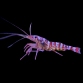 Lysmata kuekenthali 3-4 cm