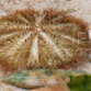 Lytechinus variegatus