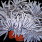 Macrodactyla doreensis M