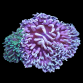 Macrodactyla doreensis M