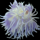 Macrodactyla doreensis M coloured