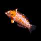 Macropharyngodon choati 4-6cm Australie