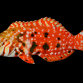 Macropharyngodon lapillus 6-10cm