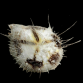 Marieta planulata 3-5cm