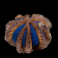 Mespilia globulus S