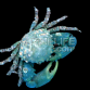 Mithrax sculptus 2-4cm