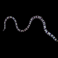 Myrichthys colubrinus 30-50 cm