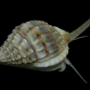 Nassarius spp lot de 5