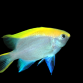 Neoglyphidodon melas Juv&eacute;nile 3-4 cm