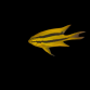 Neoglyphidodon nigroris M