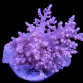 Nephthea sp. M