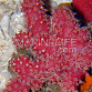 Nephthyigorgia sp. M Red Thick Chili
