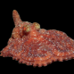 Octopus cyanea 20-30 cm
