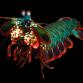 Odontodactylus scyllarus 10-12cm