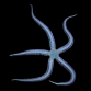 Ophiarachna incrassata