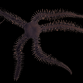 Ophiocoma erinaceus 8-10 cm