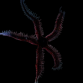 Ophiocoma sp. M Noire