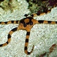 Ophiolepis superba