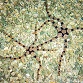 Ophiolepis superba