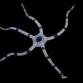 Ophiolepis superba 6-8cm