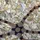 Ophiolepis superba