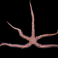 Ophiomastix annulosa M