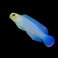 Opistognathus aurifrons M