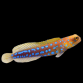 Opistognathus rosenblatti M - TRES RARE