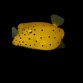 Ostracion cubicus M