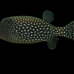 Ostracion meleagris Femelle 5-8 cm
