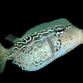 Ostracion solorensis Femelle M
